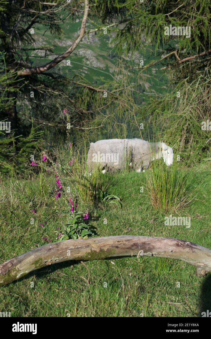 Un mouton Herdwick à face blanche qui broutage sur une pente herbeuse entouré d'herbe, de rushes, de branches en bois, d'arbres et de renards sur une montagne Banque D'Images