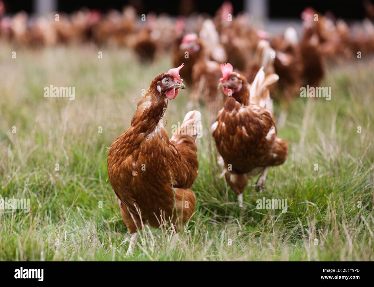 Poules pondeuses en liberté sur une ferme britannique à Leicestershire, Royaume-Uni. Banque D'Images