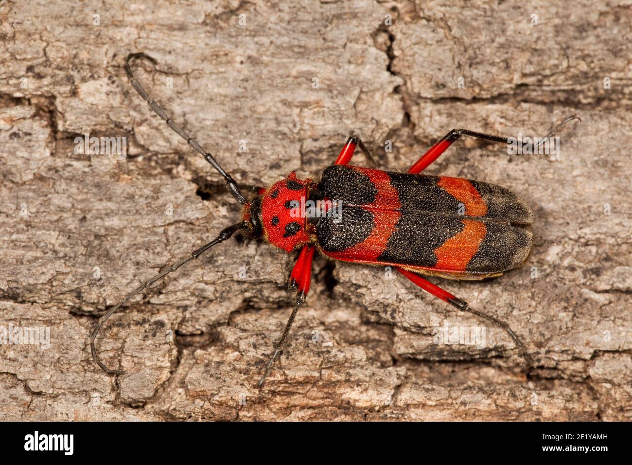 Texas Canyon Longhorn Beetle, Megapurpuricenus magnificus, Cerambycidae. Longueur 37 mm. Banque D'Images