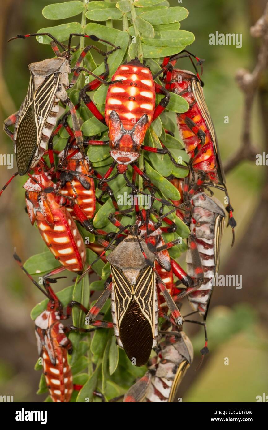 Insecte géant de Mesquite adulte et nymphes, Thasus neocalifornicus, Coreidae. Alimentation sur arbre Mesquite. Banque D'Images