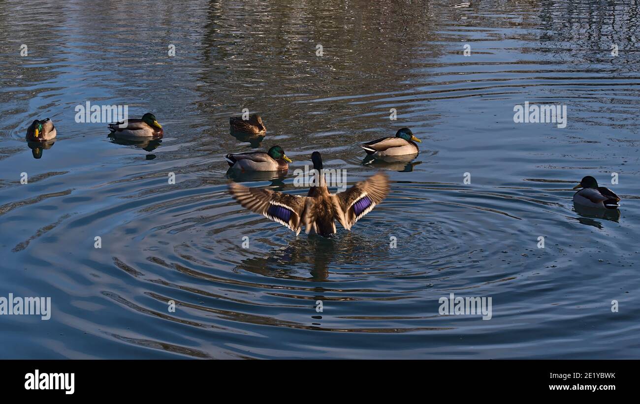 Groupe de canards colverts à dabbling (anas platyrhynchos) nageant dans un étang d'un parc à Sigmaringen, en Allemagne avec une aile de canard qui s'étend (mouvement flou). Banque D'Images