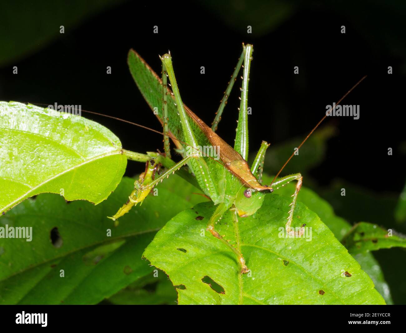 Le katydid à tête de conevers verte (Tettigonidae) sur une feuille de l'Équateur Amazon Banque D'Images