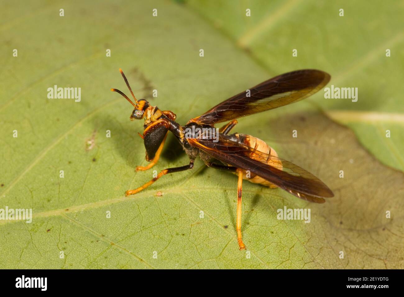 Guêpe Mantidfly, Climaciella brunnea, Mantispidae. Schéma de la guêpe de Polistes, schéma de la guêpe de papier. Banque D'Images