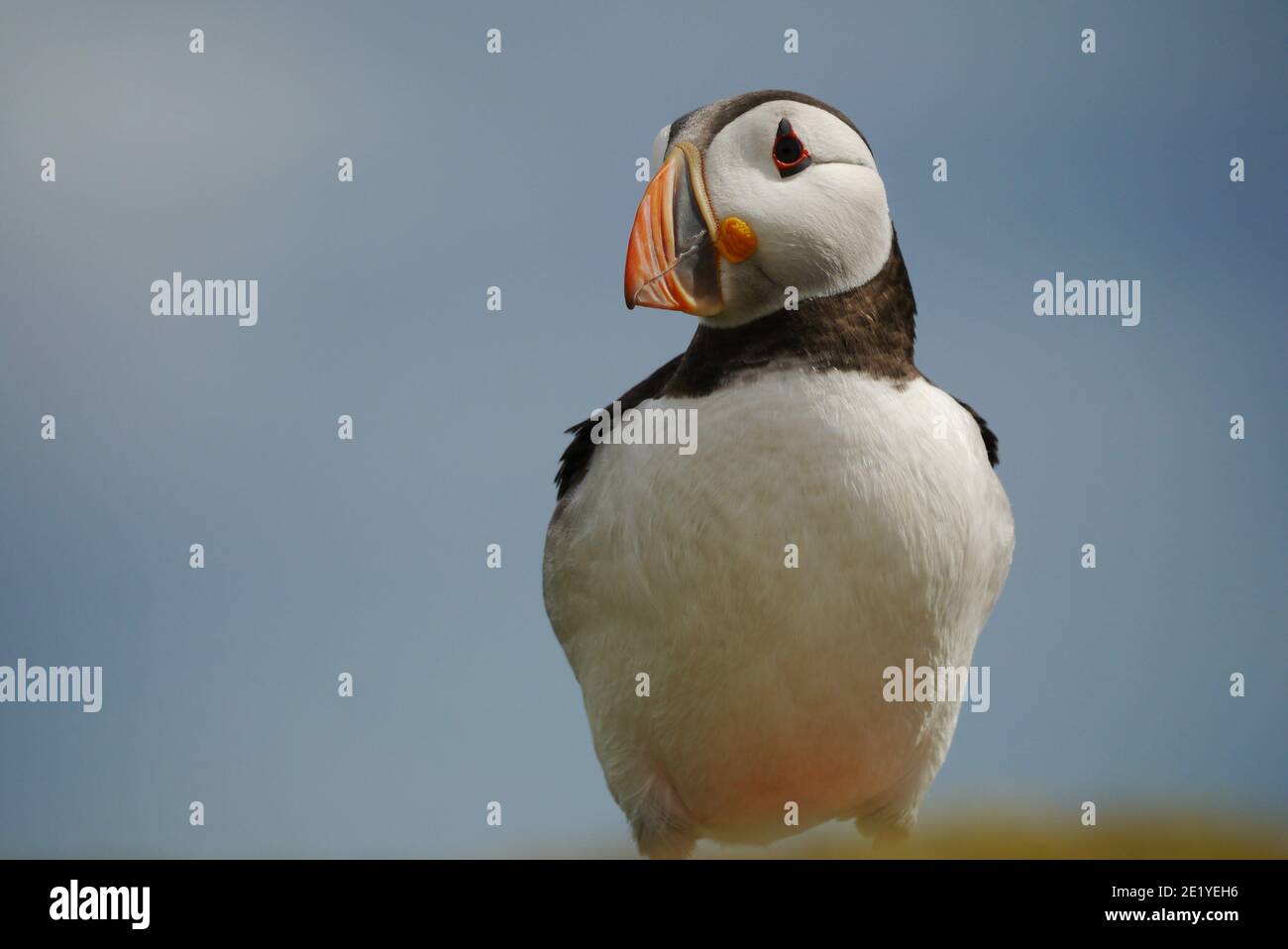 Puffin (fratercula arctica) Sur l'île de Mai en regardant sur le côté Banque D'Images