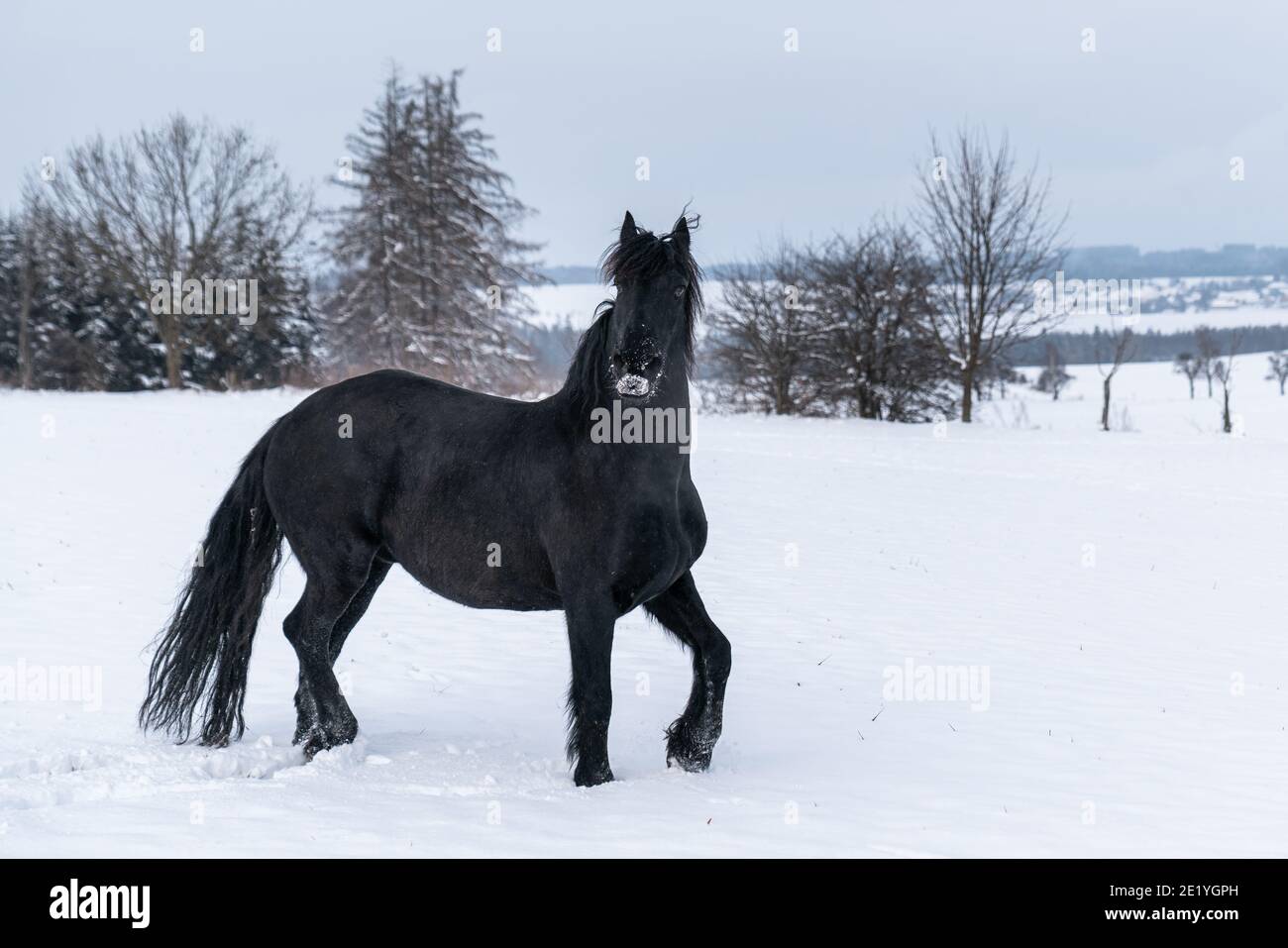 Étalon de Frise dans le champ d'hiver. Cheval de Frise noir en hiver. Banque D'Images