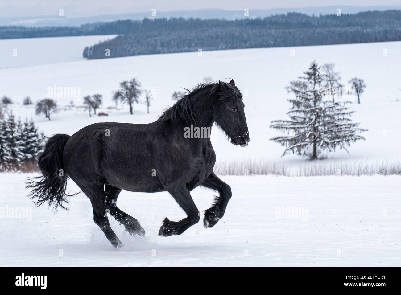 Étalon de Frise en hiver. Le cheval de la Frise noire tourne du galop en hiver. Banque D'Images