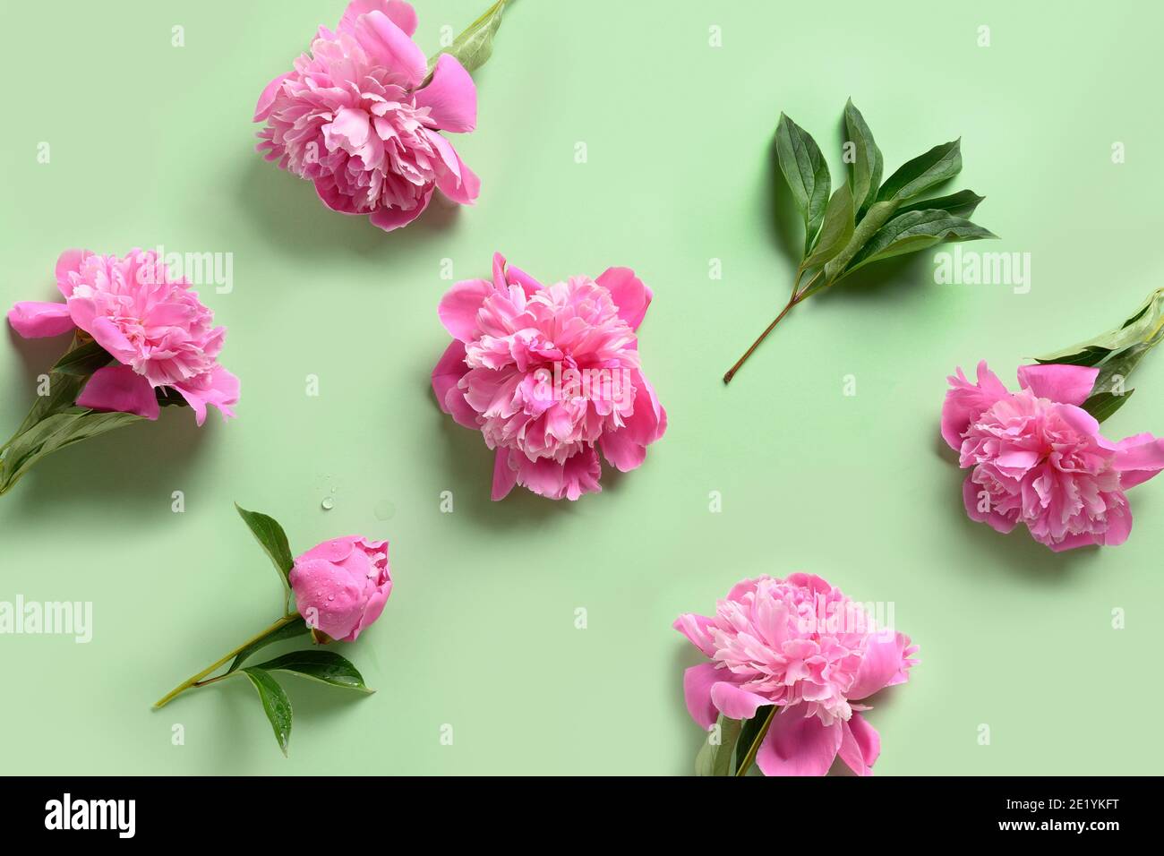 Motif floral de fleurs de pivoine rose sur fond vert. Carte de vœux pour le 8 mars ou la fête des mères. Banque D'Images