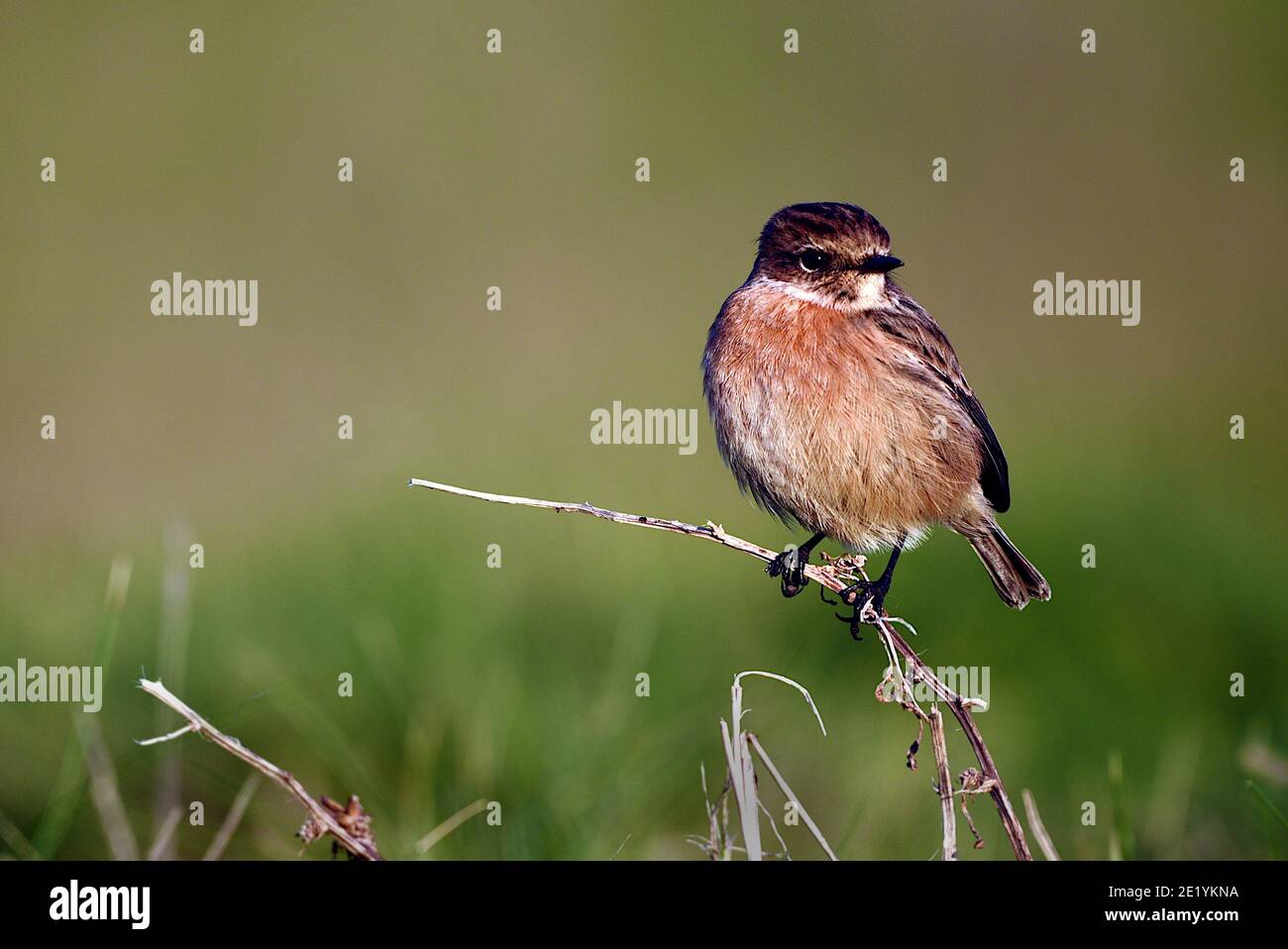 Oiseau de pierre femelle perché sur une brindille dans un champ herbeux naturel Banque D'Images