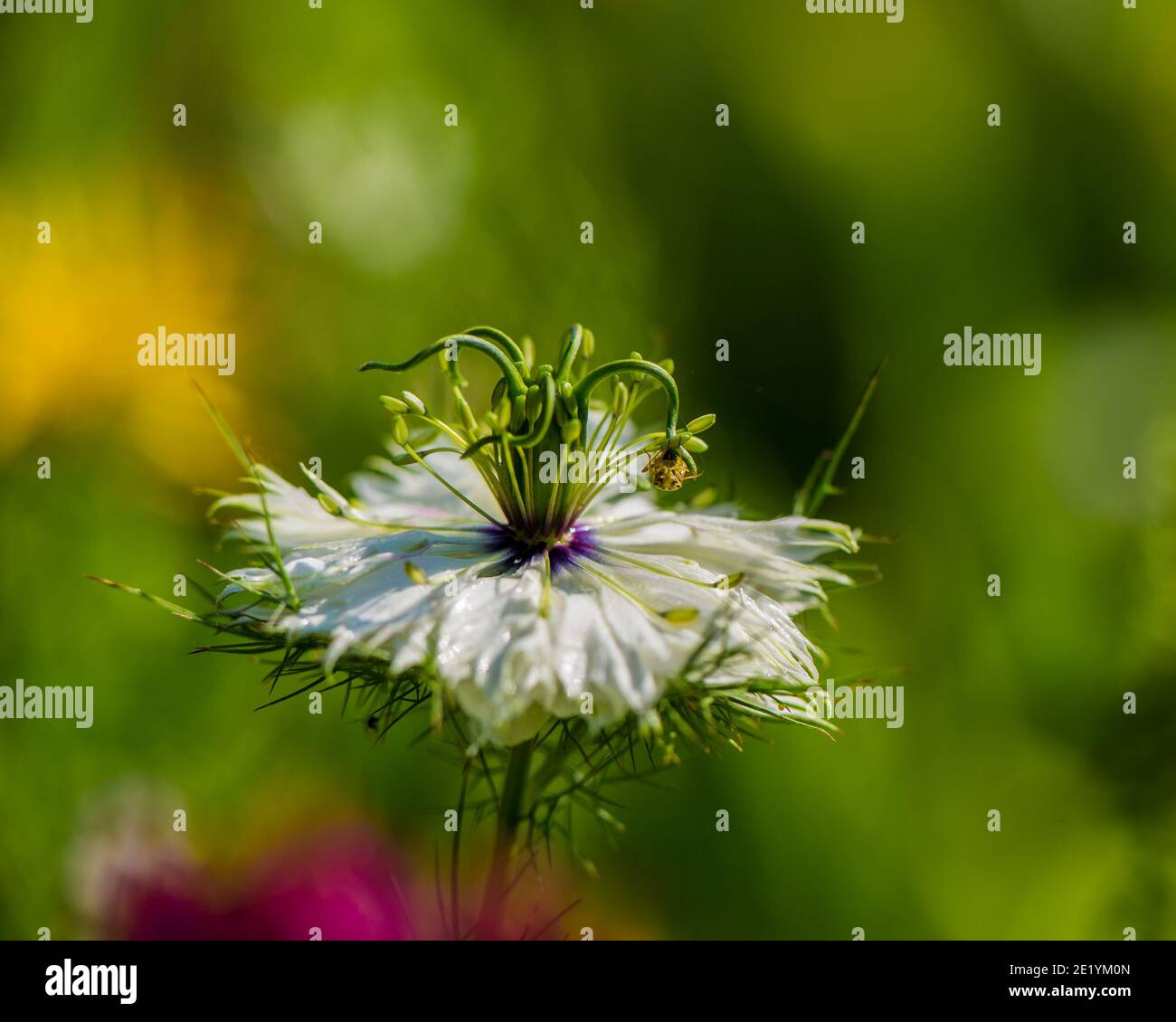 fleur blanche en fleurs de cumin noir dans le jardin. Saison d'été Photo  Stock - Alamy