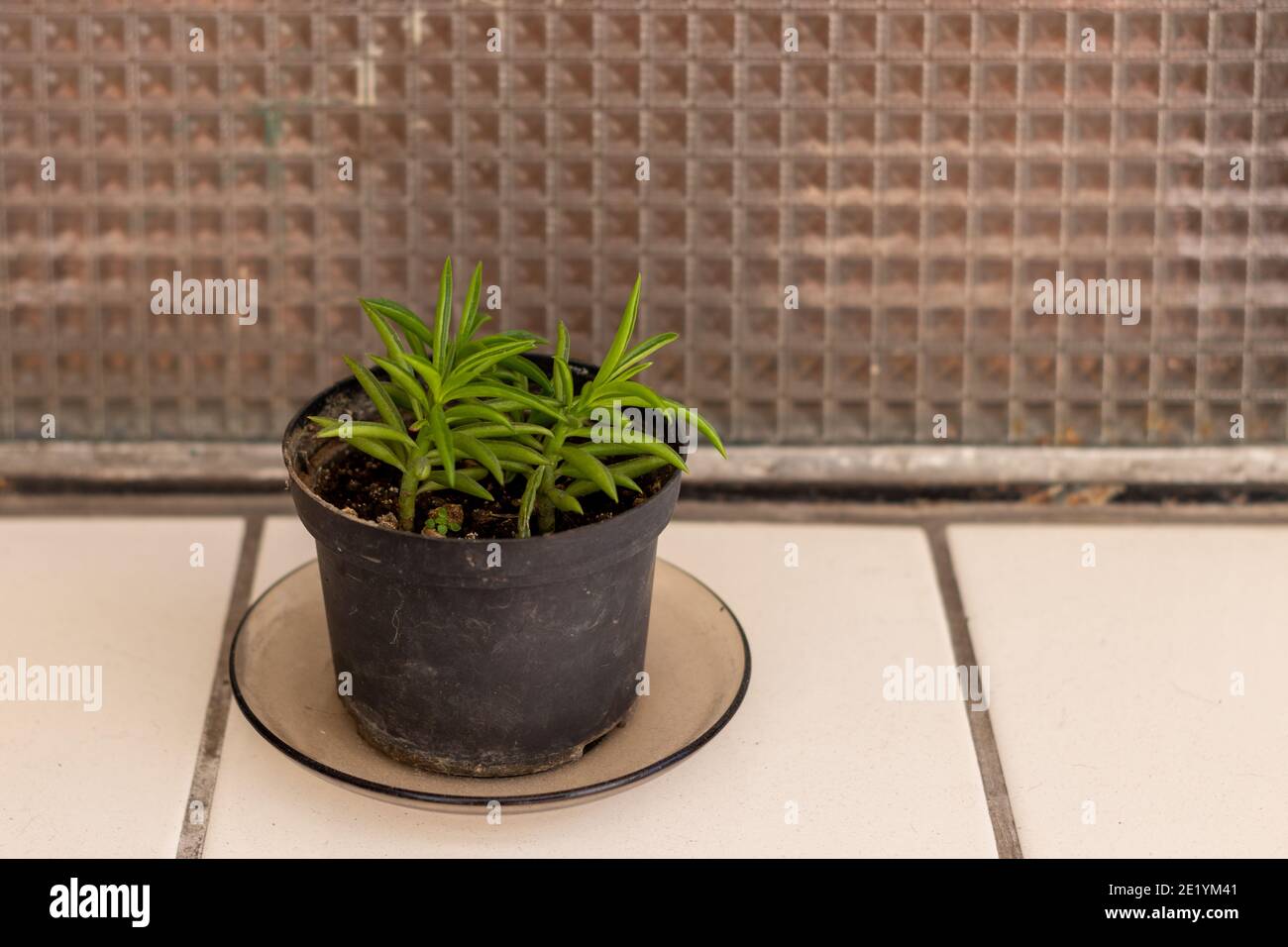 roses rouges dans un jardin en pot Banque D'Images