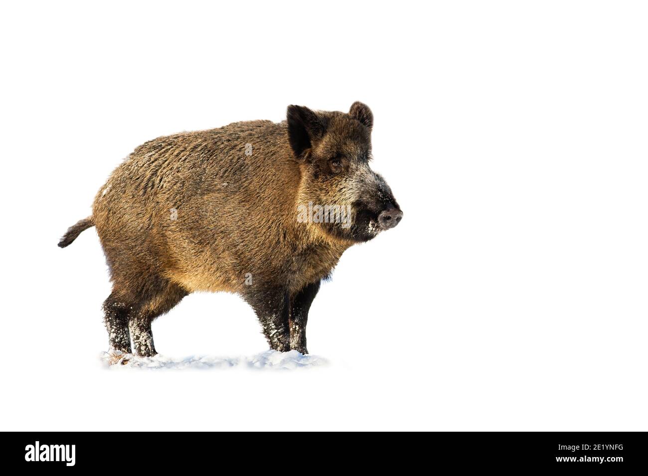 Sanglier debout sur la neige isolé sur fond transparent Banque D'Images Sanglier debout sur la neige isolé sur fond transparent Banque D'Images