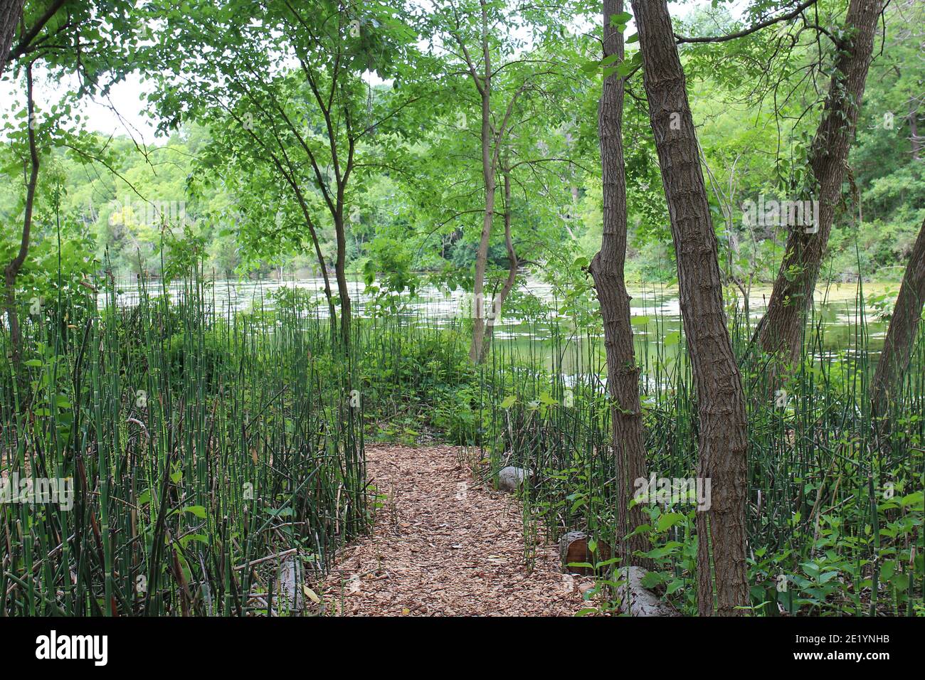 Un sentier de copeaux de bois à travers un bosquet de Horsetail Plant et des arbres menant à un lac à Rotary Botanic Gardens à Janesville, Wisconsin, États-Unis Banque D'Images