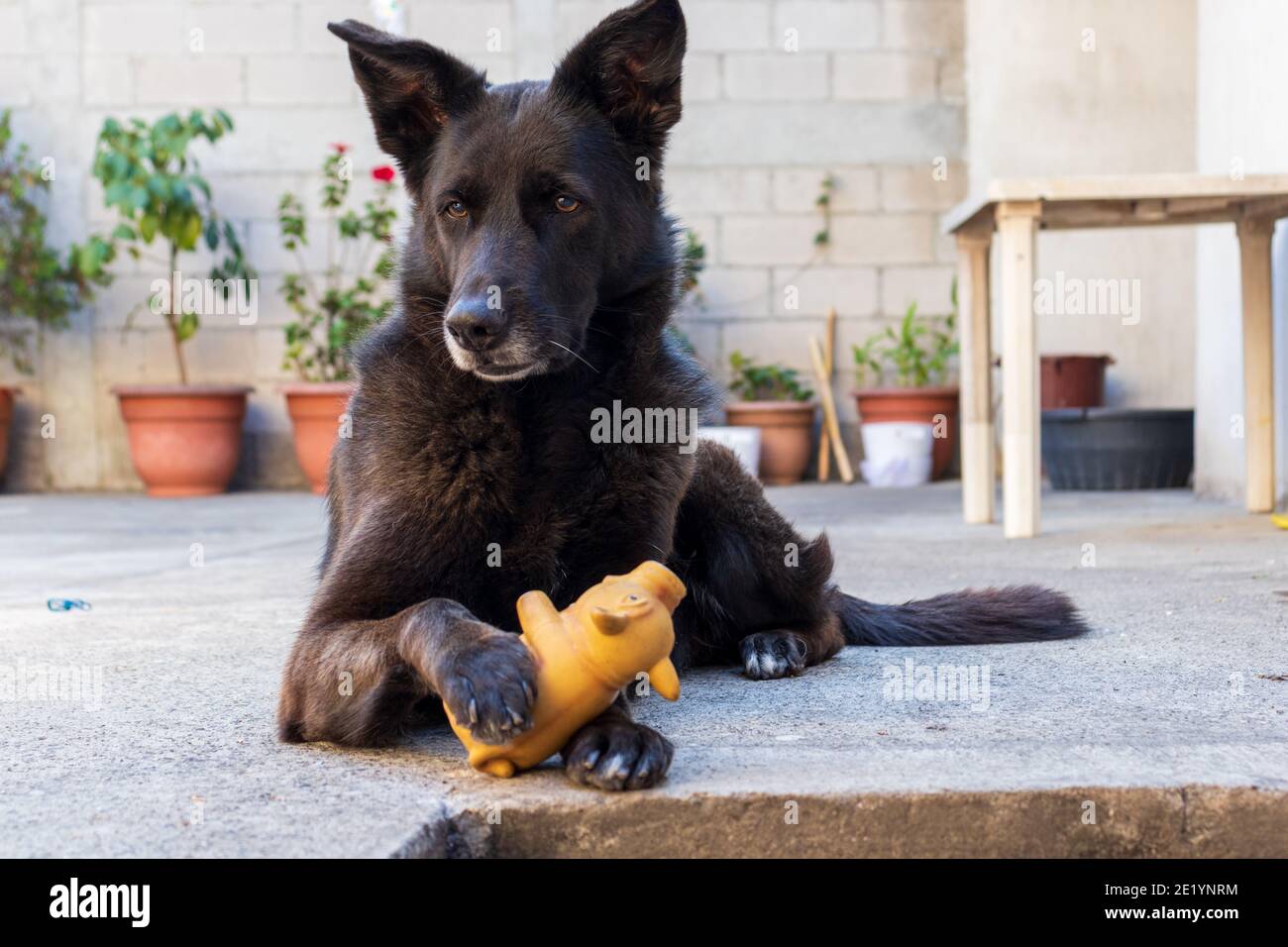 chien de berger allemand noir jouant avec le jouet Banque D'Images