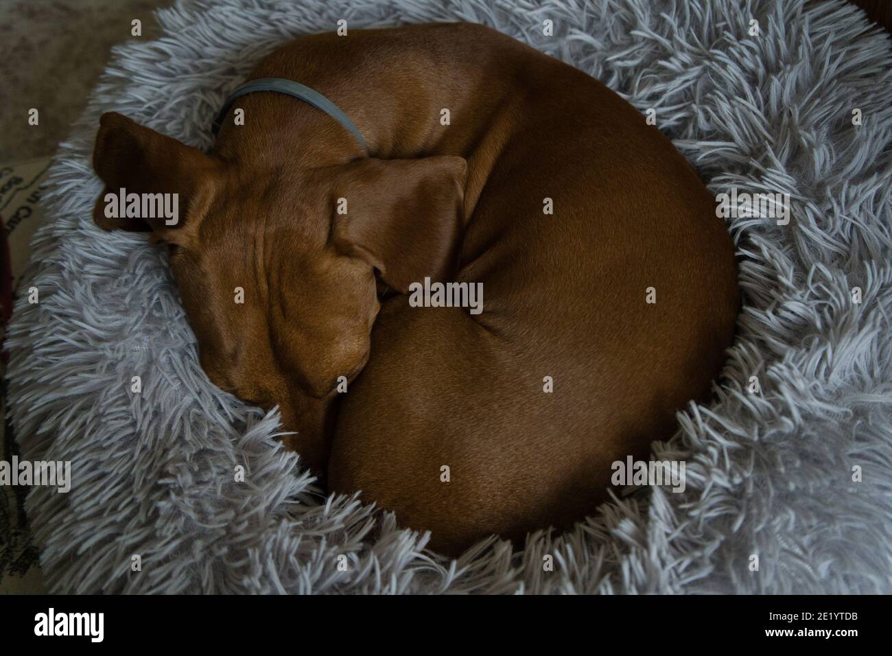 Un dachshund aux cheveux rouges repose dans un lit gris. Dachshund dormant dans le lit. Espagne Banque D'Images