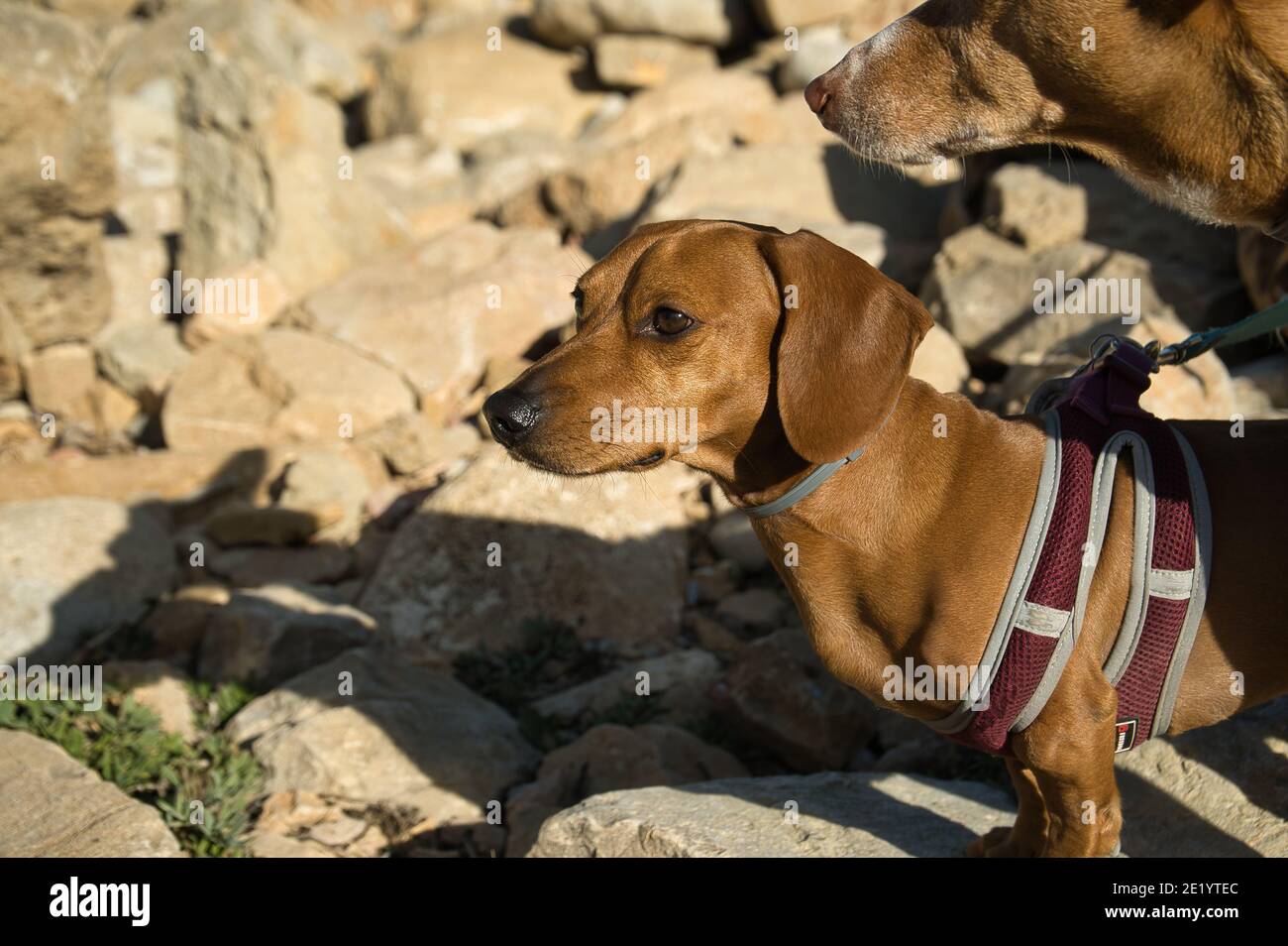 chiens sur une plage avec des rochers qui profitent d'une journée ensoleillée en été. En Espagne Banque D'Images