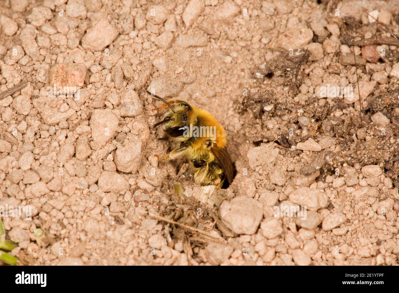 Abeille minière non identifiée, Andrena sp., Andrenidae. À l'entrée du nid de terre. Banque D'Images