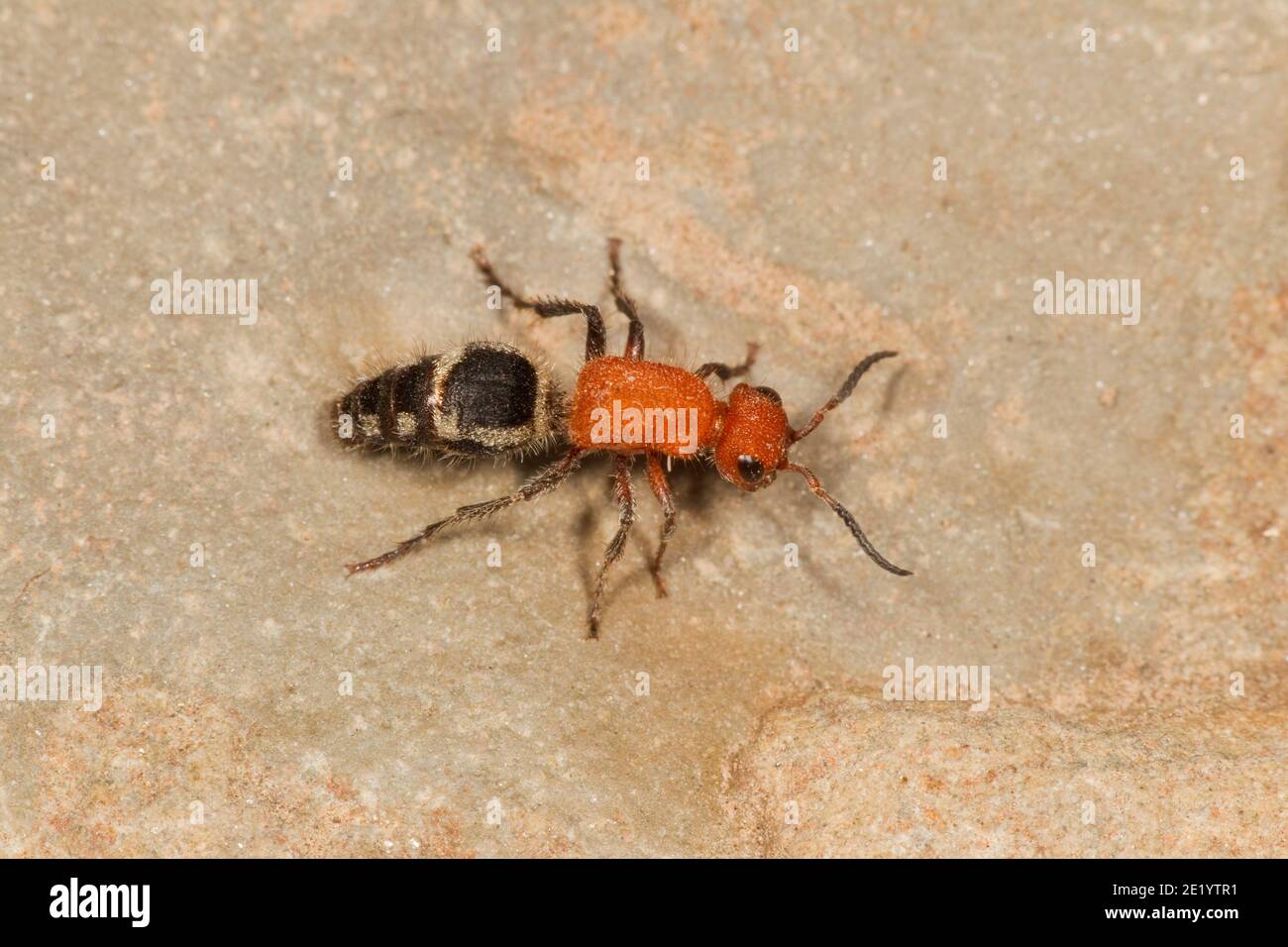 Velvet Ant femelle, Timulla suspensa, Mutillidae. Longueur 9 mm. Banque D'Images