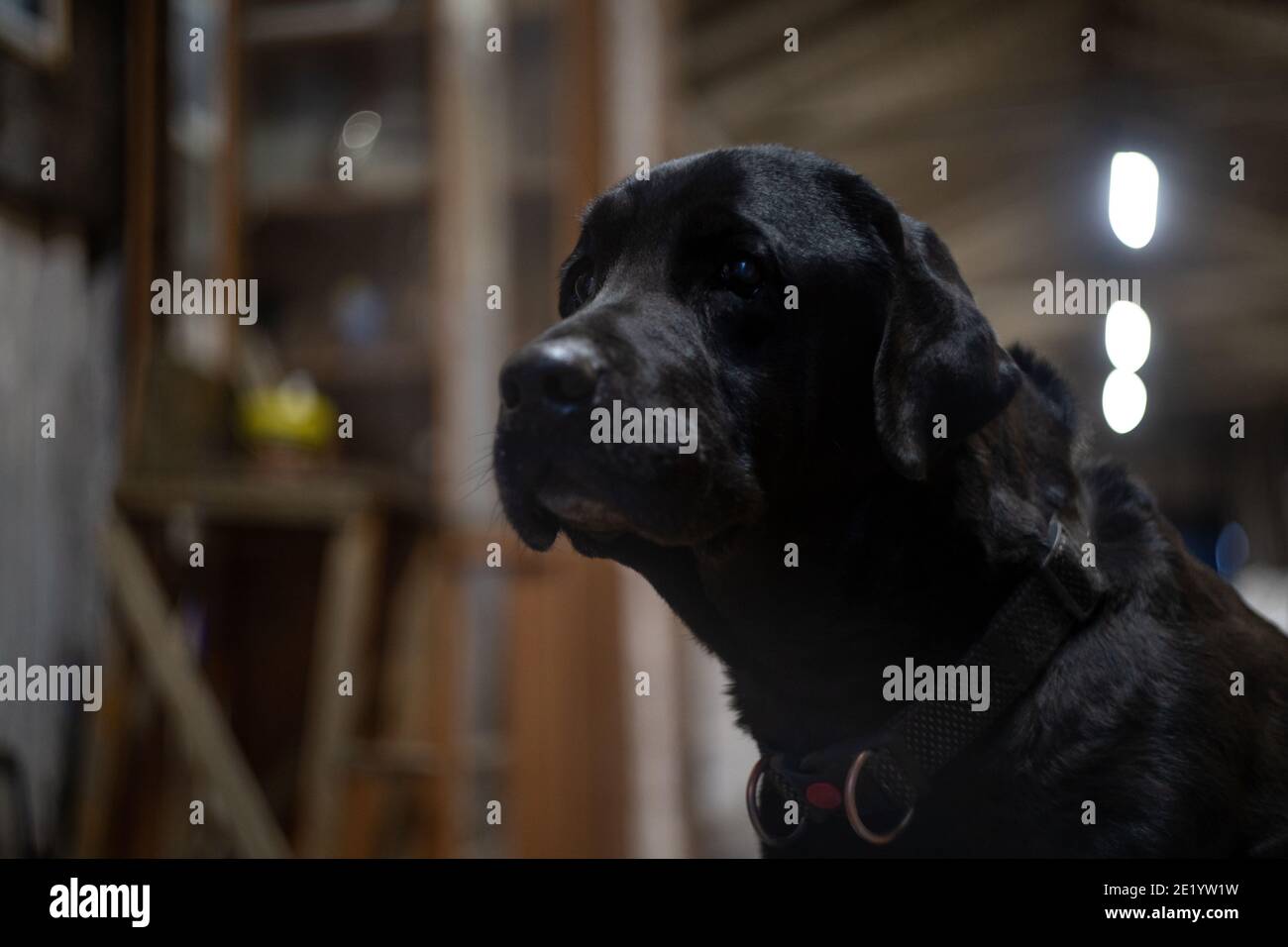 chien noir labrador regardant avec les yeux tristes dans la distance Banque D'Images