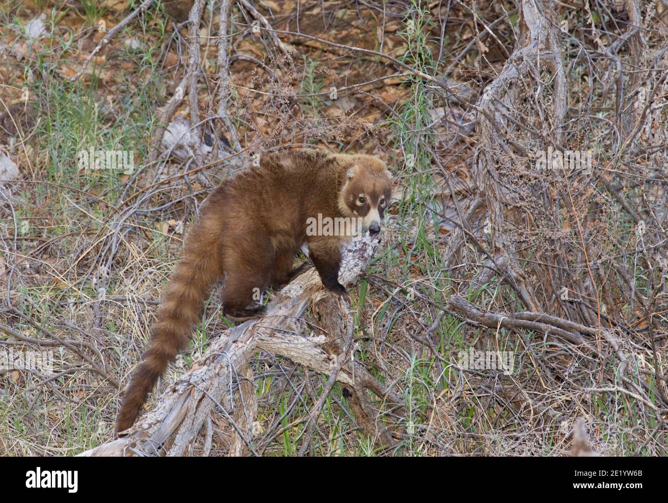 Coati à nez blanc, Nasua narica. Banque D'Images