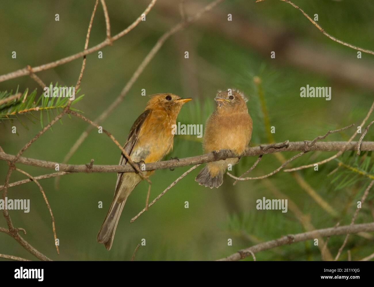 Moucherolle touffeté adulte et naissant, Mitrephanes phaeocercus, perchée dans l'arbre Douglas Fir. Banque D'Images