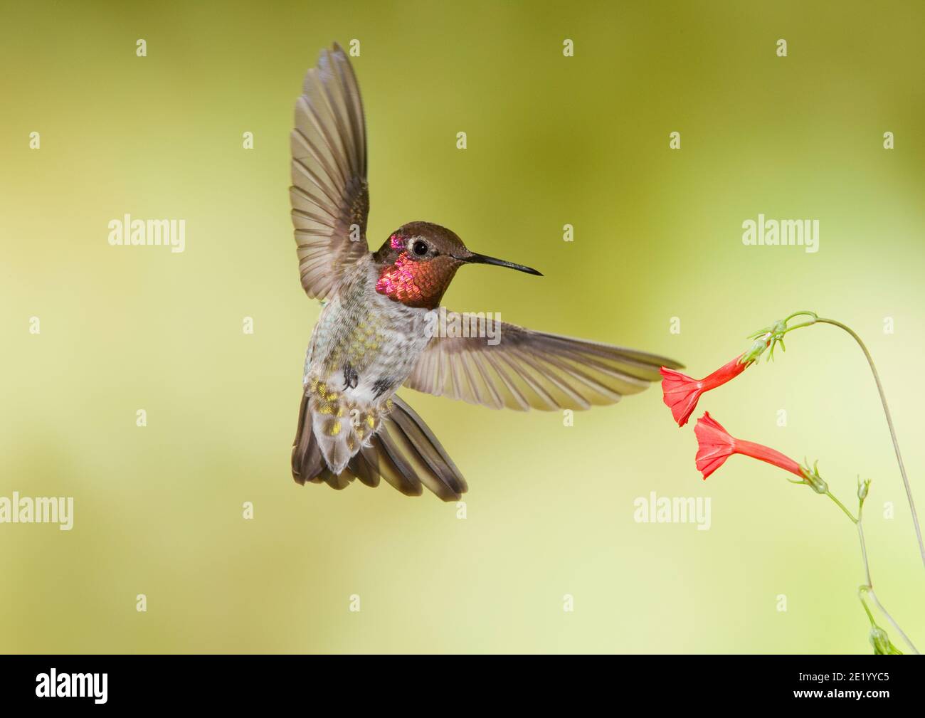 Le mâle d'Anna Hummingbird, Calypte anna, se nourrissant à la fleur de Scarlet Creeper, Ipomoea coccinea. Banque D'Images