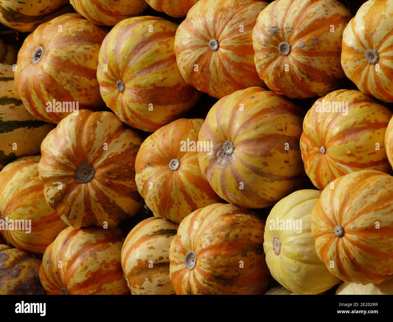 Jaune citrouille - Orange Banque D'Images