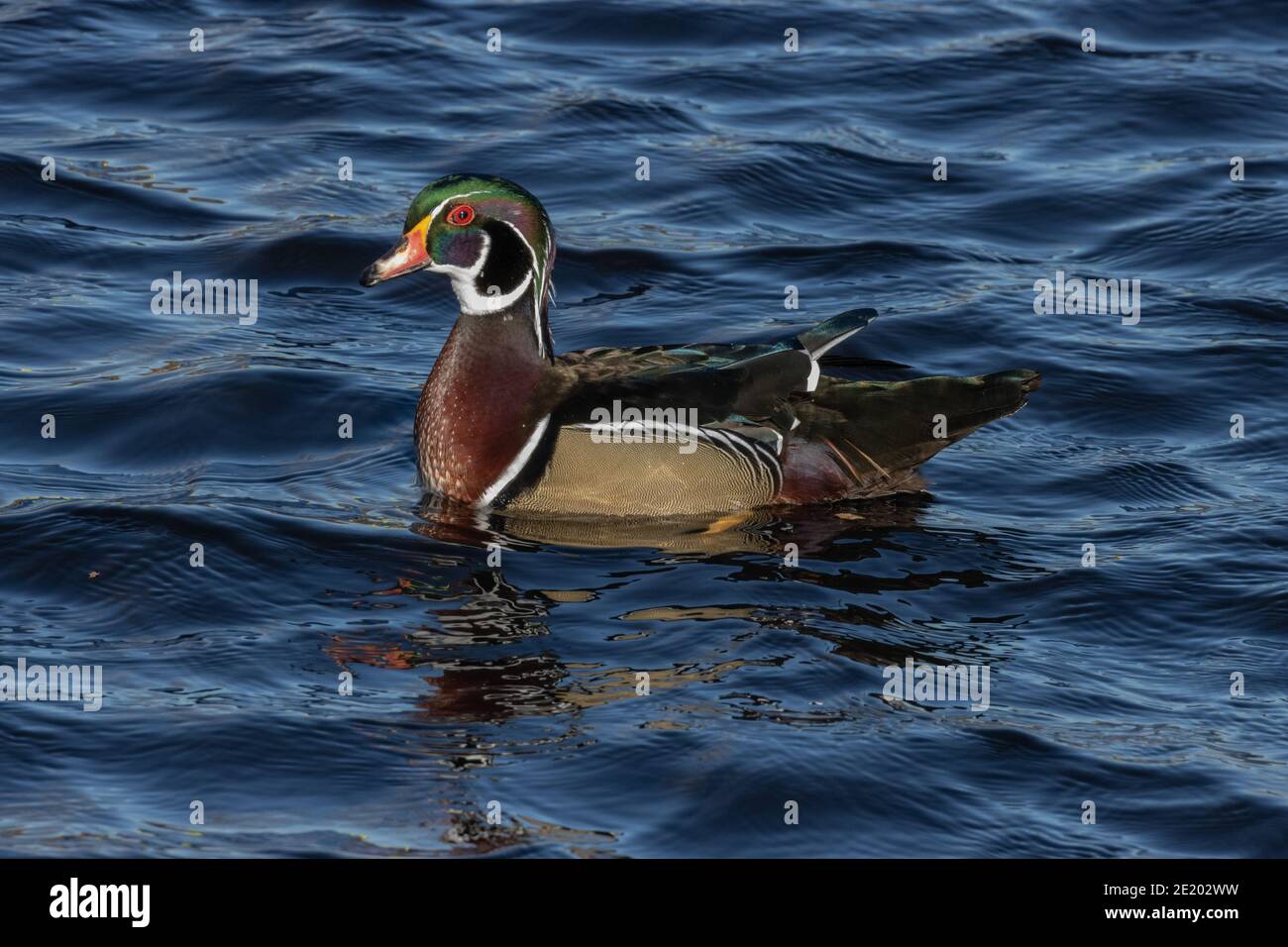 Wood Duck 15 novembre 2020 Yankton SD Banque D'Images