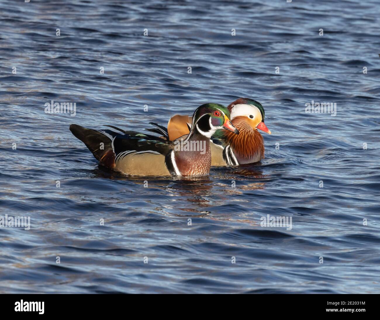 Mandarin et Wood Duck 15 novembre 2020 Yankton SD Banque D'Images