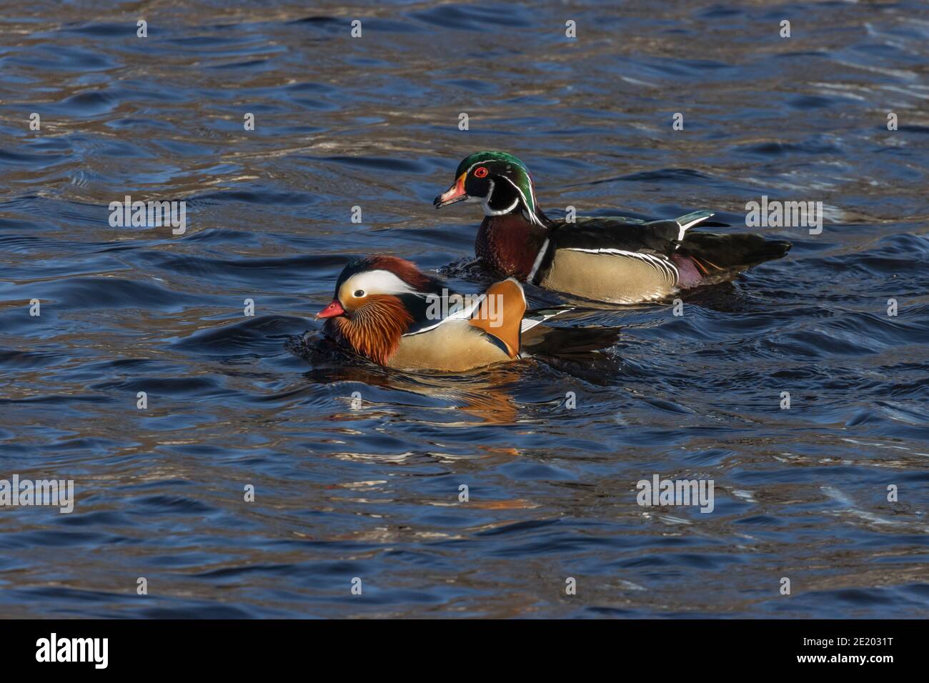 Mandarin et Wood Duck 15 novembre 2020 Yankton SD Banque D'Images