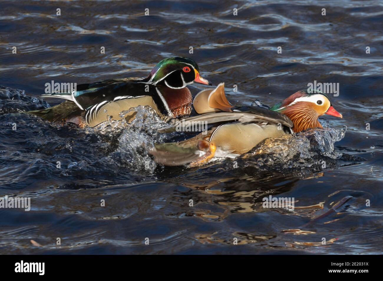 Mandarin et Wood Duck 15 novembre 2020 Yankton SD Banque D'Images