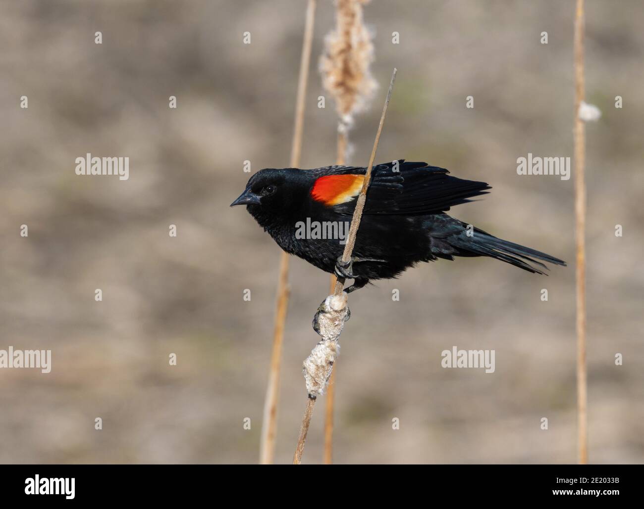 Blackbird à ailes rouges 18 avril 2020 Comté de Minnehaha, Dakota du Sud Banque D'Images