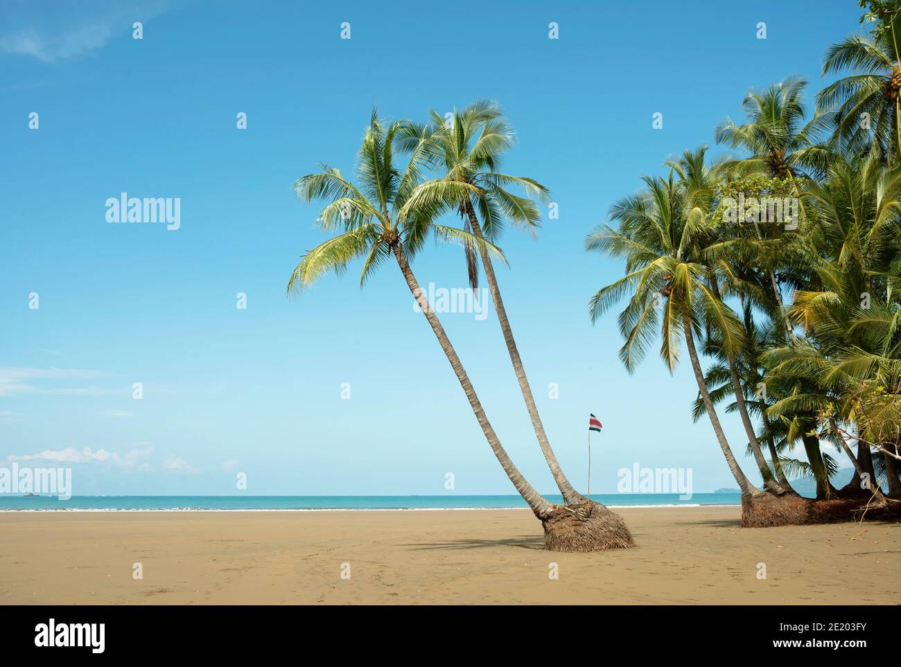 Deux palmiers sur la plage pittoresque. Parc national de Marino Ballena, Bahia Ballena, Uvita, Costa Rica. Novembre 2018 Banque D'Images