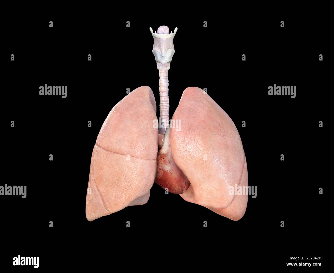 poumons et anatomie cardiaque, 3d rendu médicalement illustration, science de fond Banque D'Images
