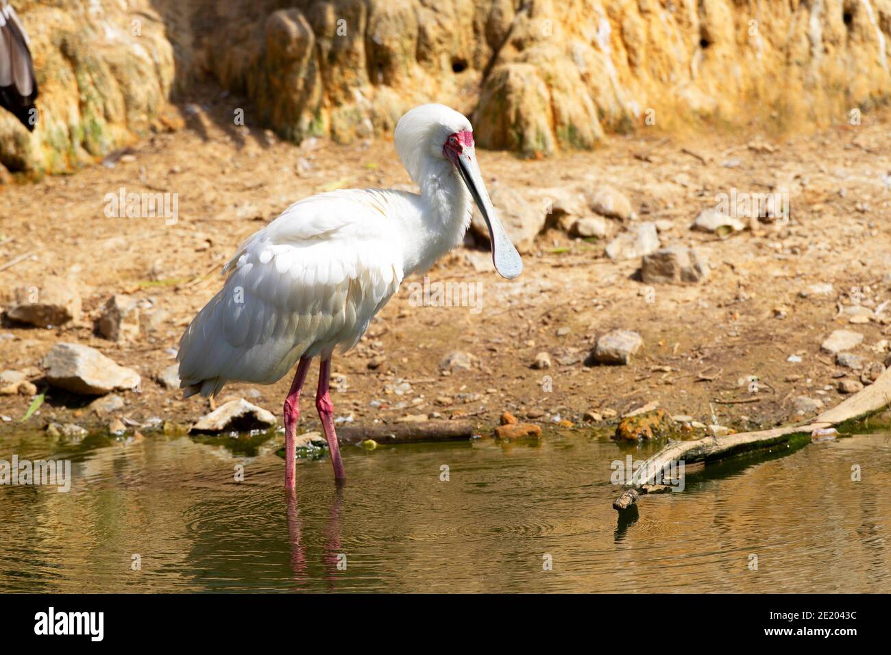 Gros plan sur le spaton africain (Platalea alba) Banque D'Images