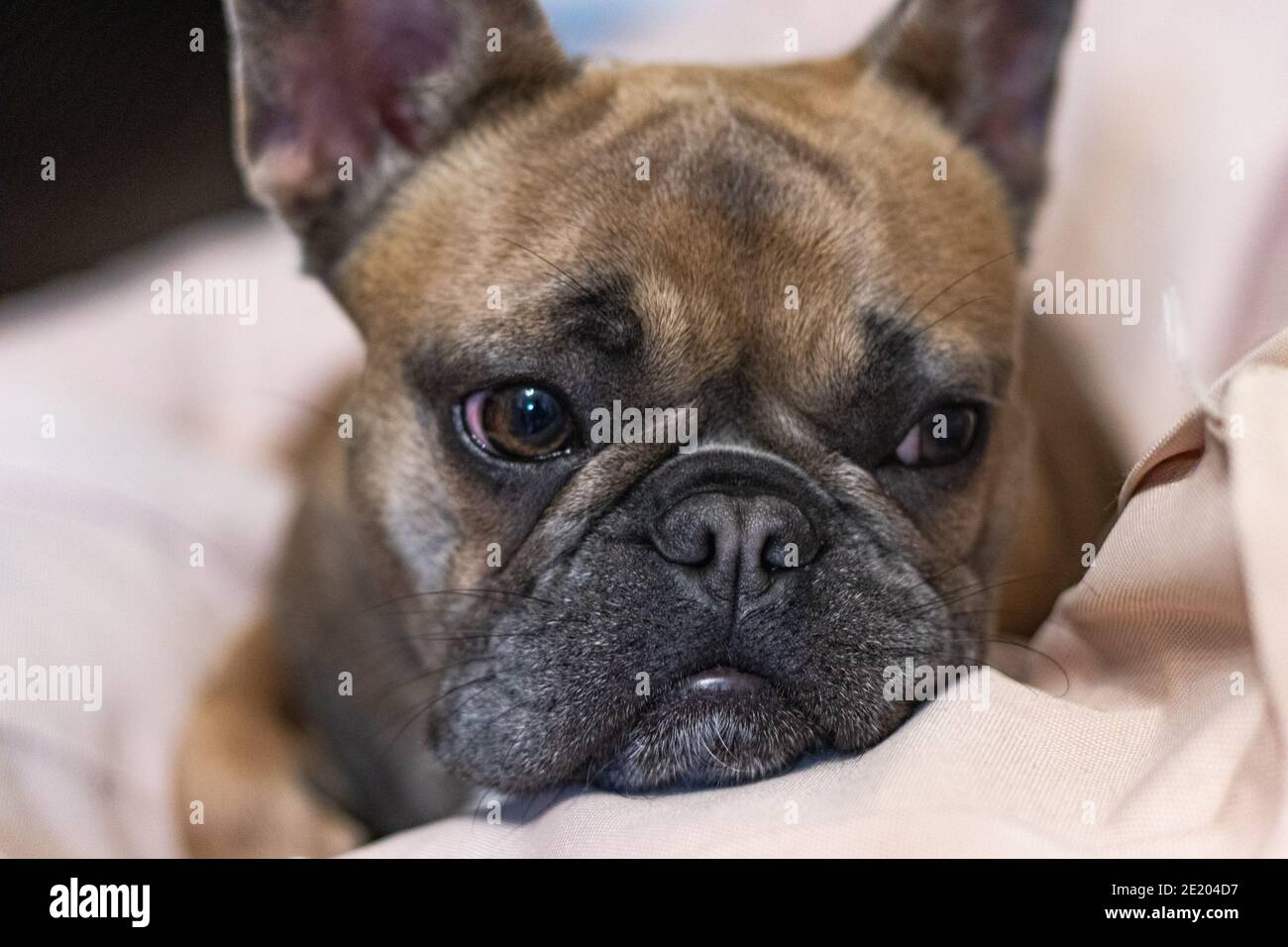 Adorable adorable Bulldog français allongé sur un portrait d'oreiller Banque D'Images