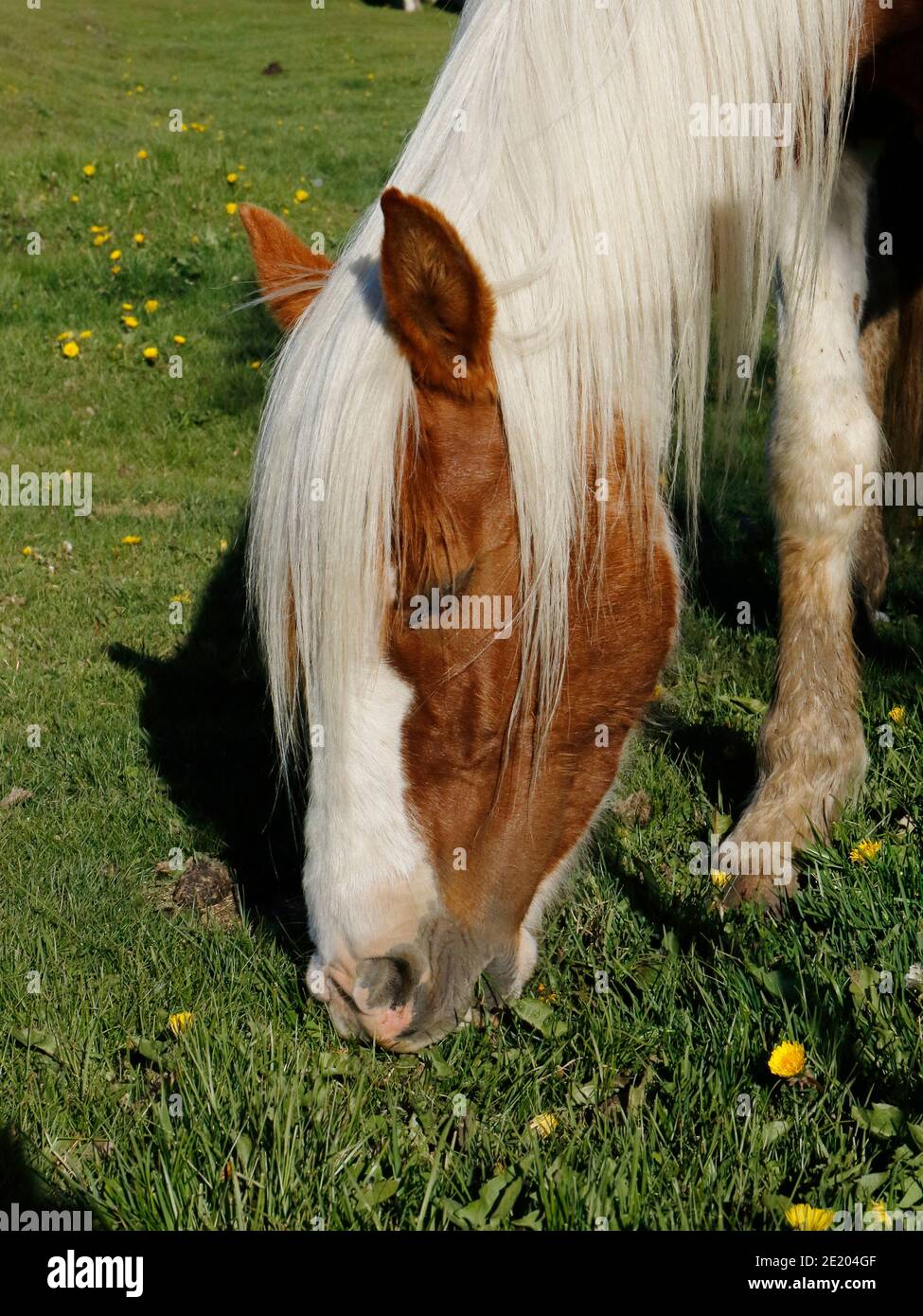Portrait vertical d'un cheval (Equus equus), avec de la longue Mane blonde, mangeant de l'herbe près d'Ushuaia, Patagonie, Argentine 29 nov 2015 Banque D'Images