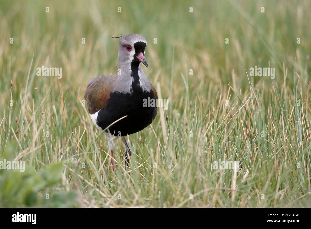 Laponie du Sud (Vanellus chilensis), près de Trelew, province de Chubut, sud de l'Argentine 20 nov 2015 Banque D'Images