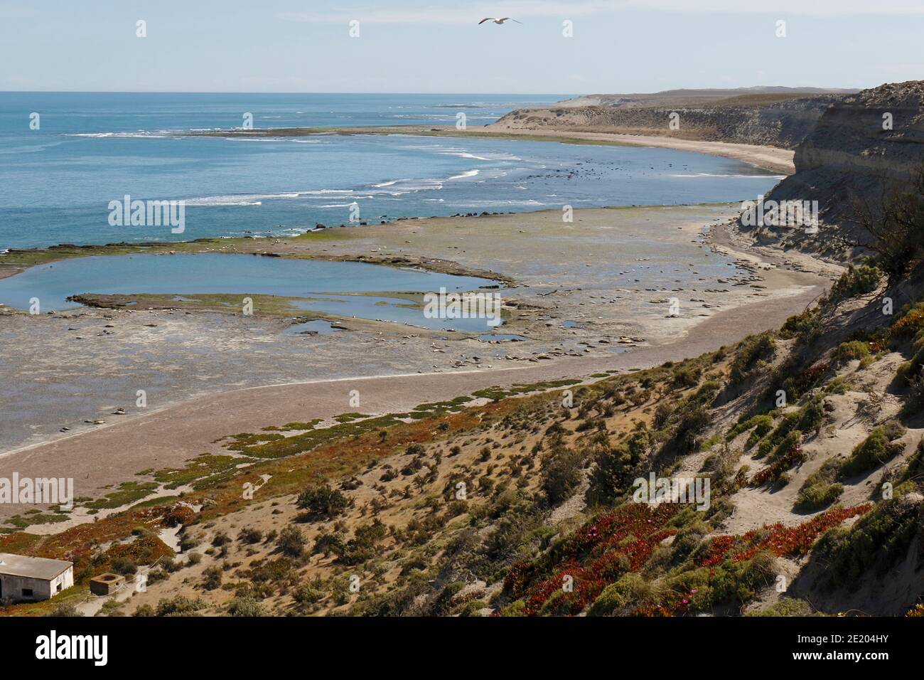 Punta Deseado, Peninsula Valdes National Park, province de Chubut, sud de l'Argentine 25 novembre 2015 Banque D'Images