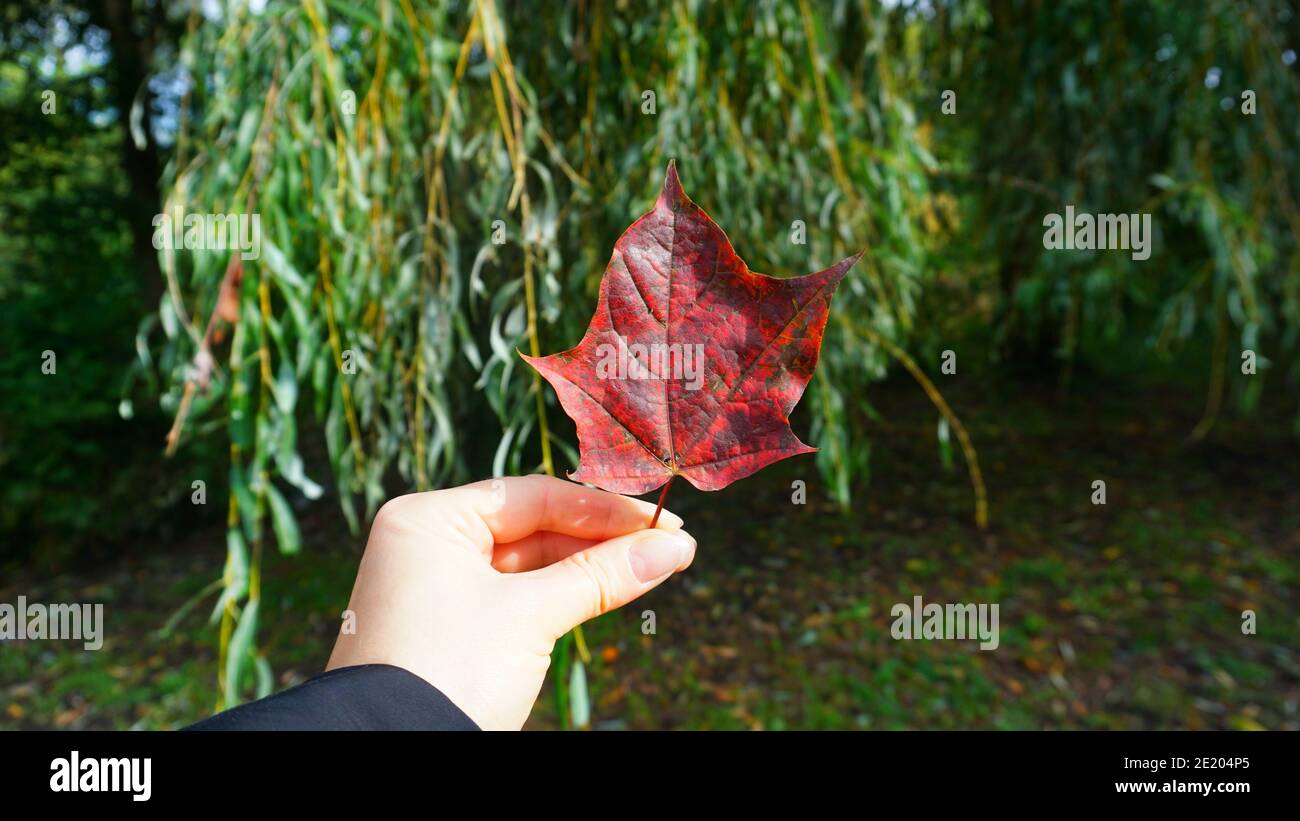 Une main femelle tient une feuille d'érable rouge dans le forêt Banque D'Images