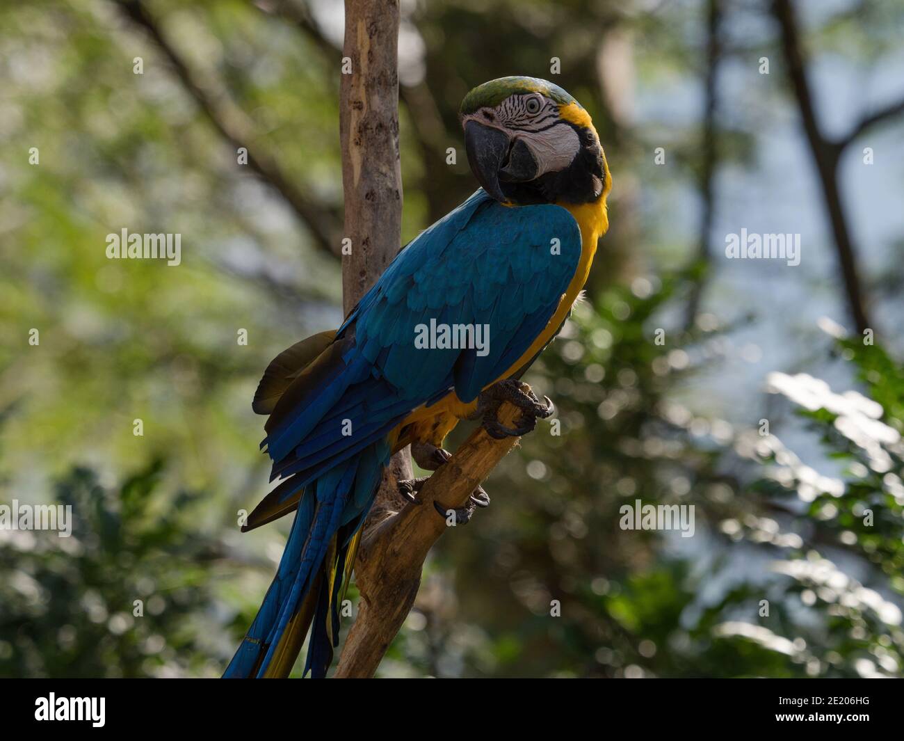 Gros plan de la macaw bleu et jaune Ara ararauna espèce d'oiseau perroquet coloré Forêt tropicale nature Inca jungle Trail Pérou Amérique du Sud Banque D'Images