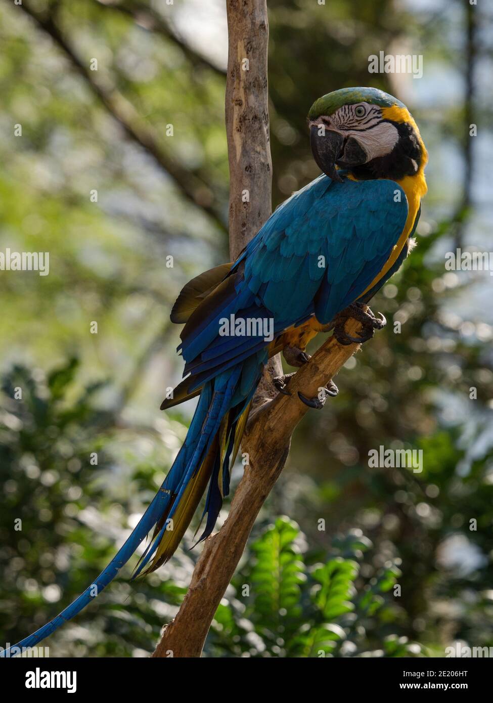 Gros plan de la macaw bleu et jaune Ara ararauna espèce d'oiseau perroquet coloré Forêt tropicale nature Inca jungle Trail Pérou Amérique du Sud Banque D'Images