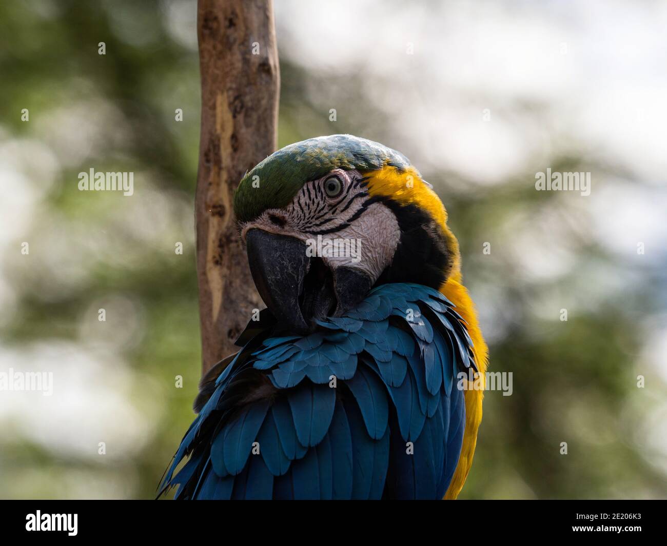 Gros plan tête portrait de macaw bleu et jaune Ara ararauna coloré parrot oiseau faune forêt tropicale nature Inca jungle Trail Pérou Sud Amérique Banque D'Images
