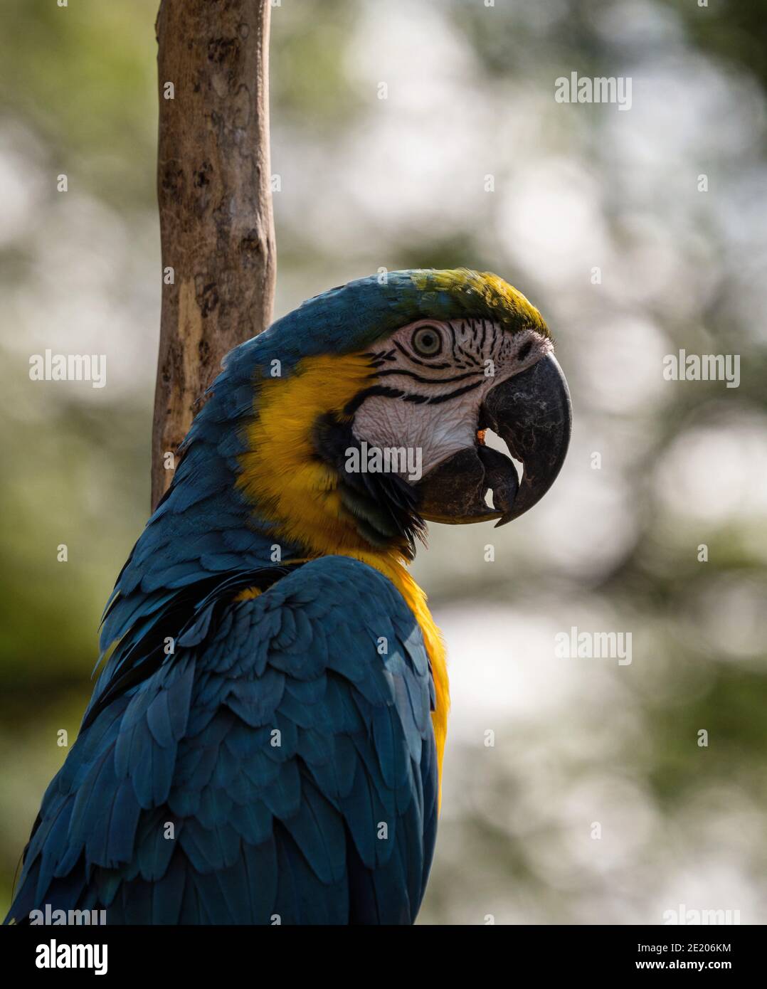 Gros plan tête portrait de macaw bleu et jaune Ara ararauna coloré parrot oiseau faune forêt tropicale nature Inca jungle Trail Pérou Sud Amérique Banque D'Images