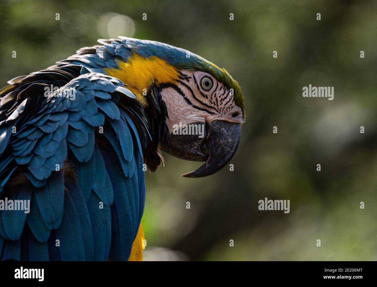 Gros plan tête portrait de macaw bleu et jaune Ara ararauna coloré parrot oiseau faune forêt tropicale nature Inca jungle Trail Pérou Sud Amérique Banque D'Images