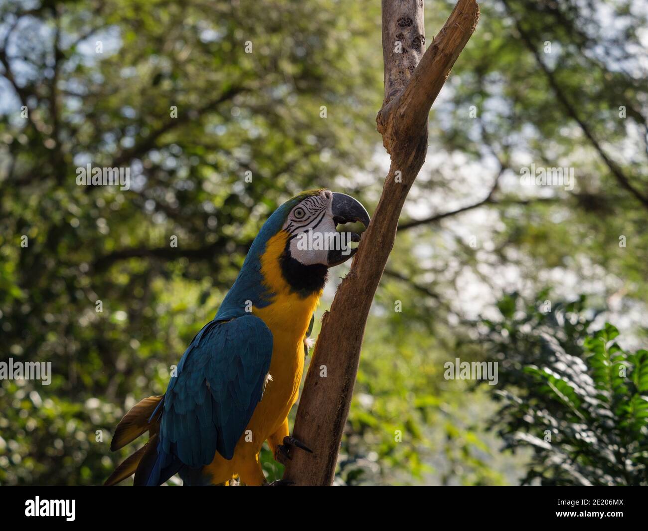 Gros plan de la macaw bleu et jaune Ara ararauna espèce d'oiseau perroquet coloré Forêt tropicale nature Inca jungle Trail Pérou Amérique du Sud Banque D'Images