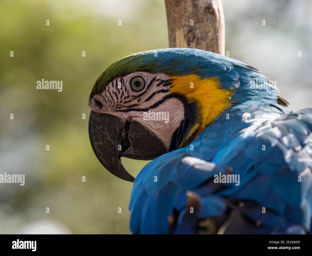 Gros plan tête portrait de macaw bleu et jaune Ara ararauna coloré parrot oiseau faune forêt tropicale nature Inca jungle Trail Pérou Sud Amérique Banque D'Images