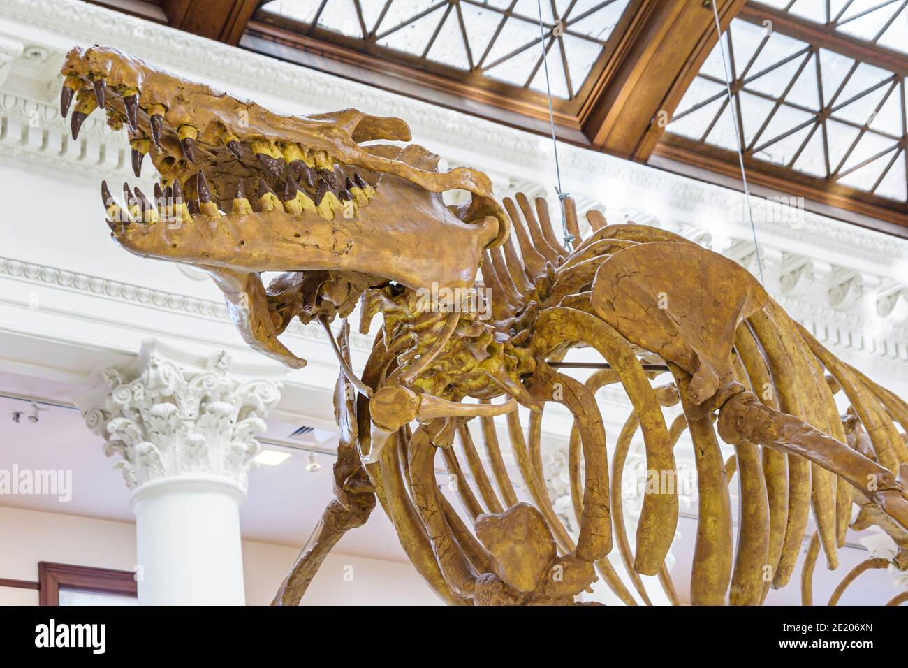 Tuscaloosa Alabama, Musée d'histoire naturelle de l'université d'Alabama, dents de mâchoire fossiles de baleine, Banque D'Images