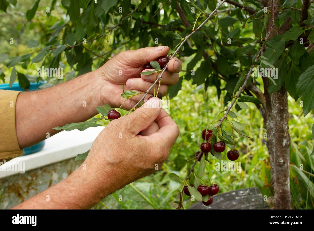 Un homme âgé cueillant des cerises dans le jardin rural. Été dans le jardin du village. Saison de récolte Banque D'Images