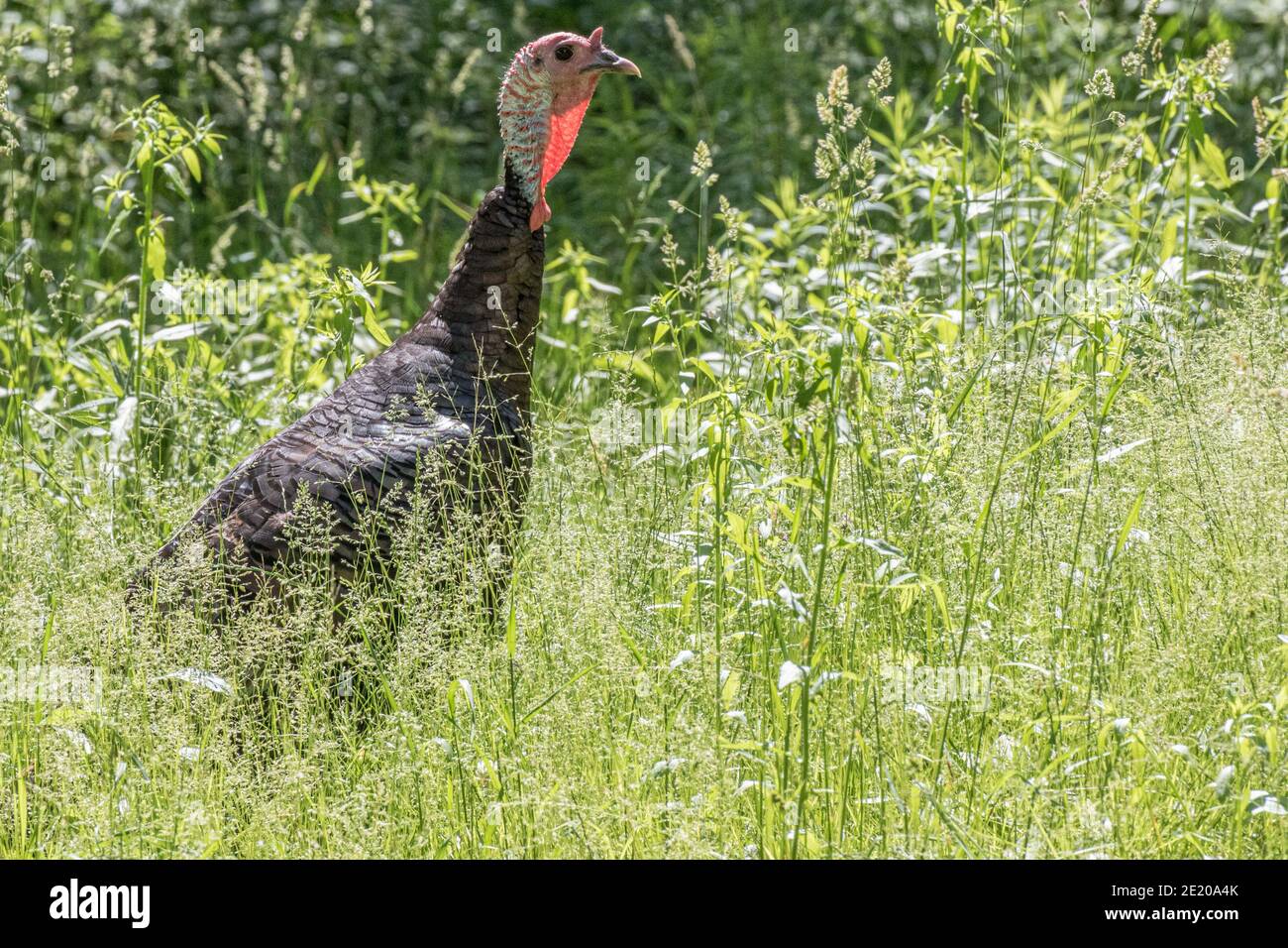 Une dinde sauvage dans un champ d'herbe en milieu rural Massachusetts Banque D'Images
