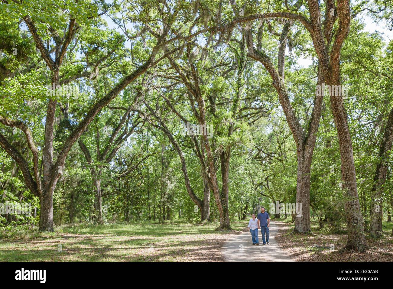 Alabama Historic Blakeley State Park Tensaw River nature Boardwalk, Steam Mill Landing arbres de chêne vivants, homme femme couple marche randonnée, Banque D'Images